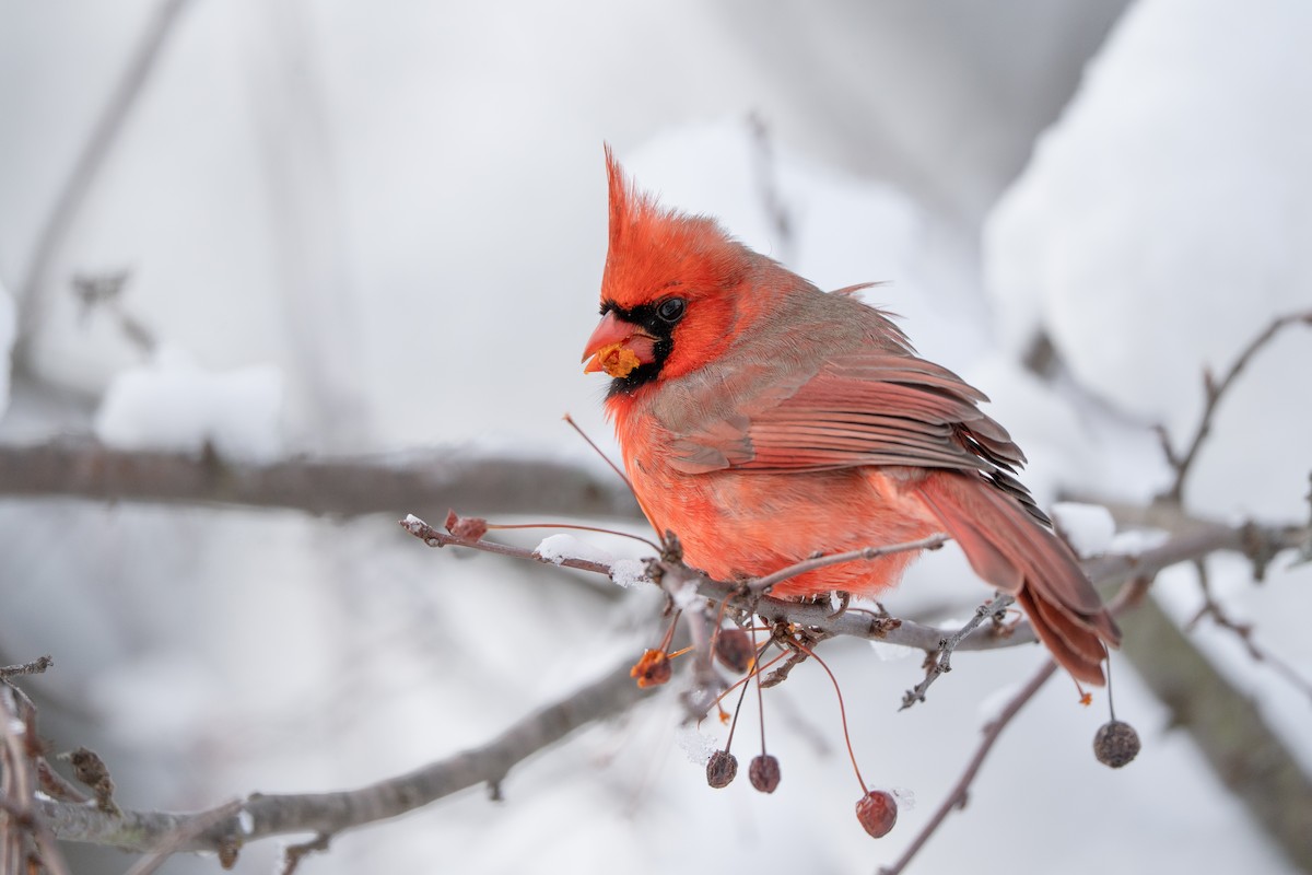 Кардинал червоний - ML646943913