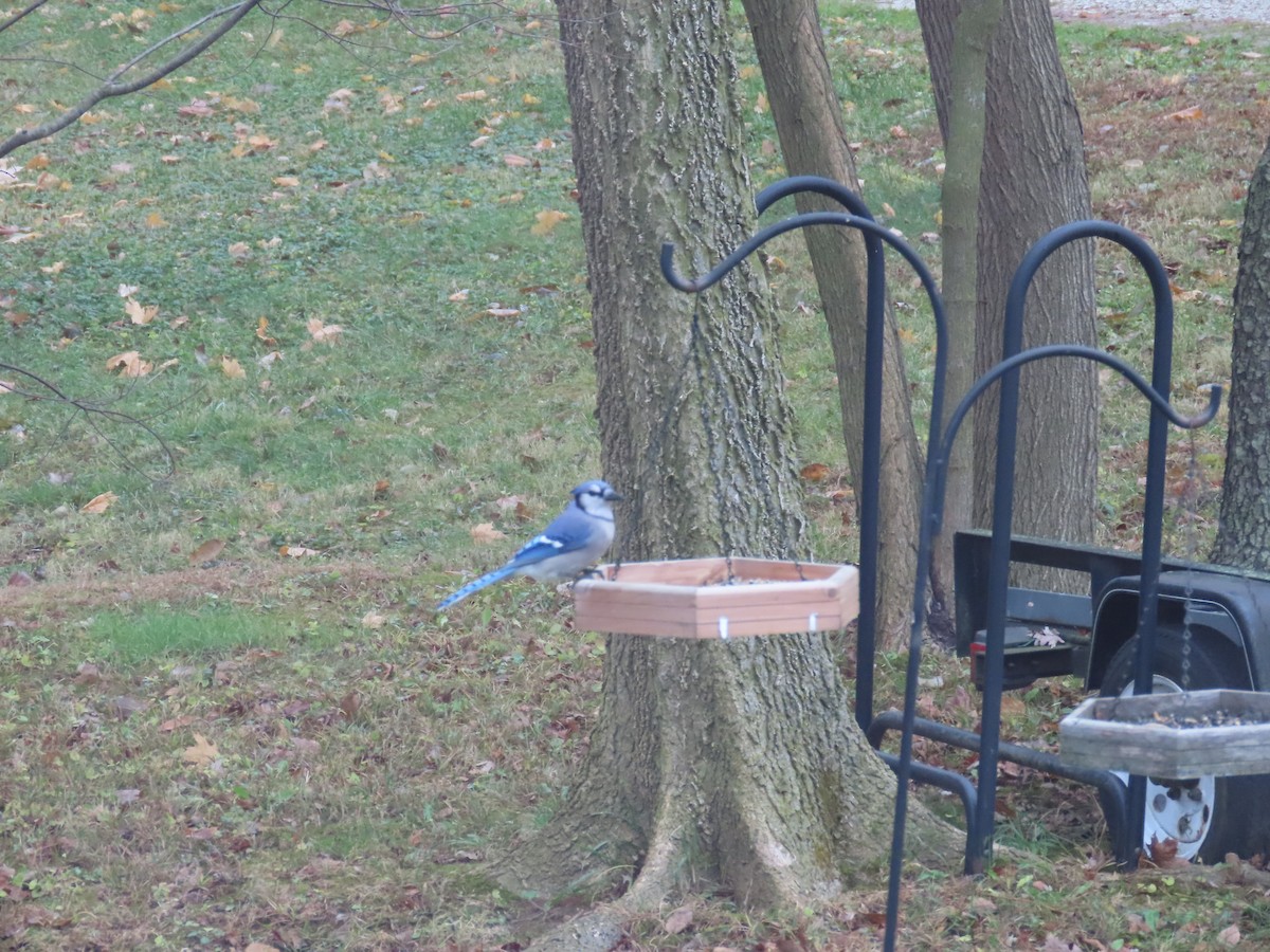 Blue Jay - ML646943914