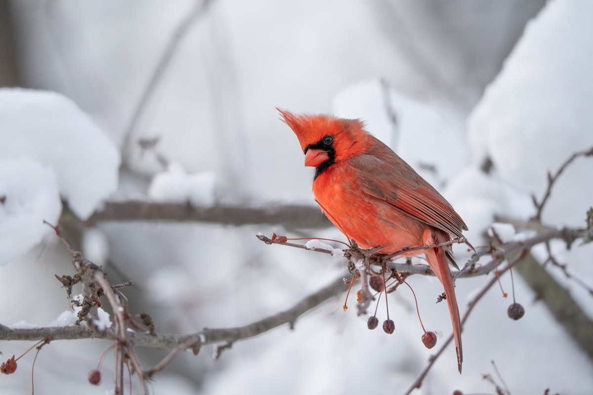 Кардинал червоний - ML646943915