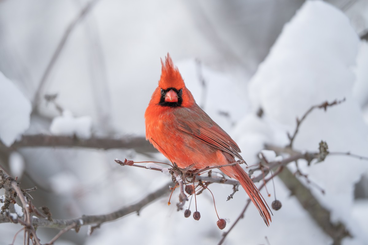 Кардинал червоний - ML646943916