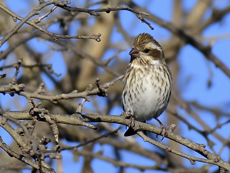 Purple Finch - ML646943917