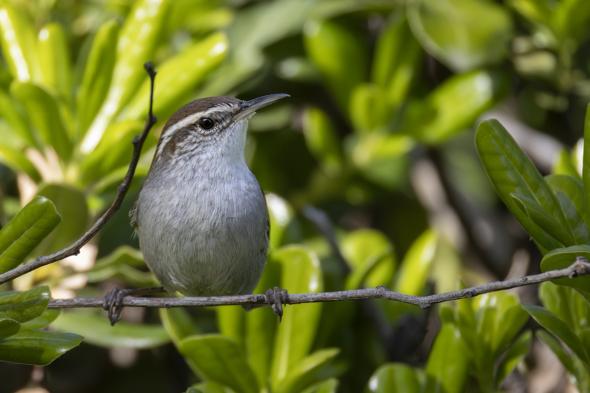 Troglodyte de Bewick - ML646943919