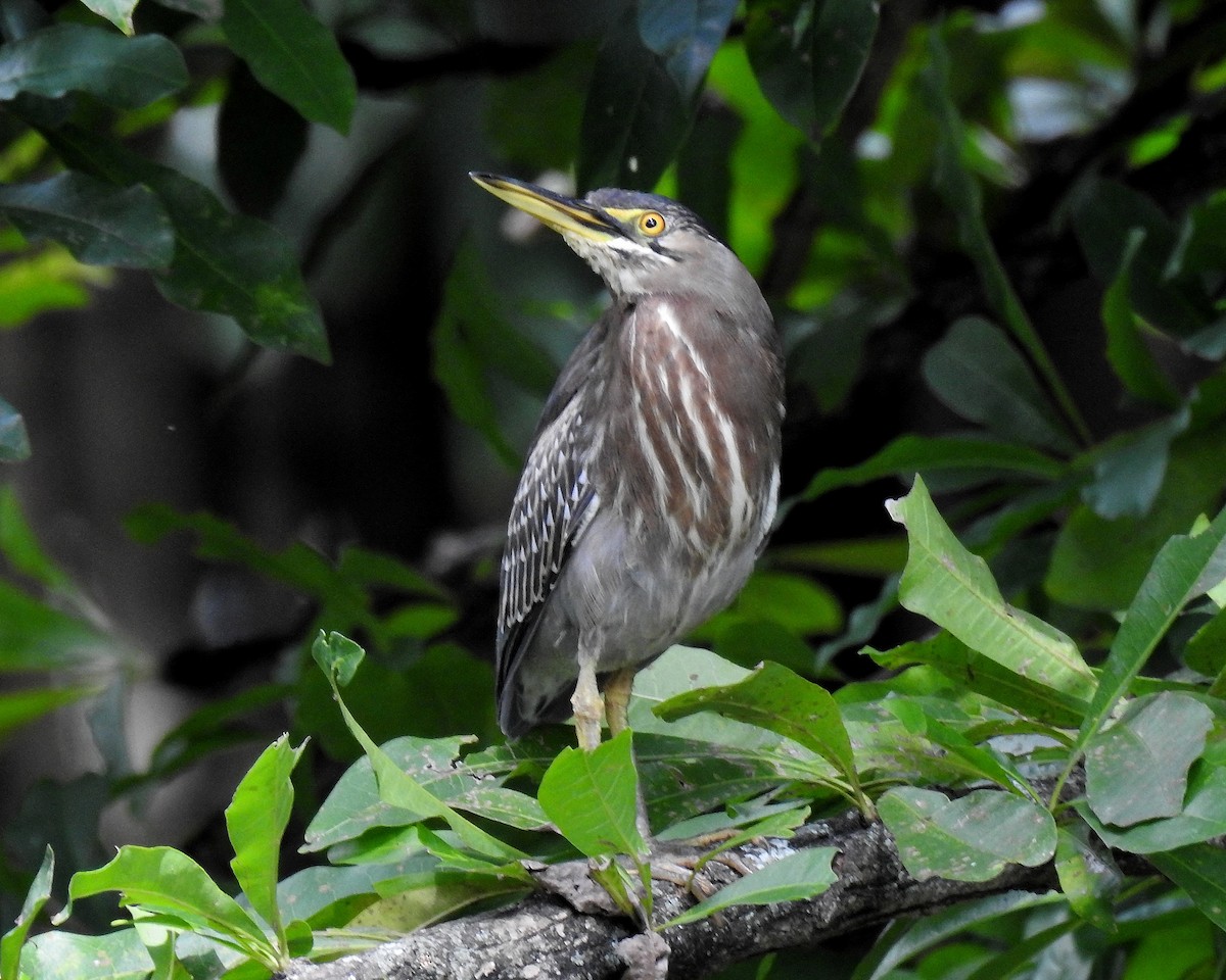 Garcilla Verde - ML646943920