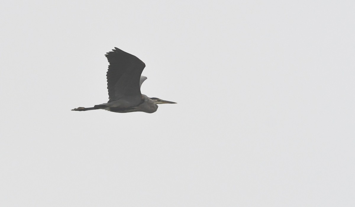 Great Blue Heron - ML646943921