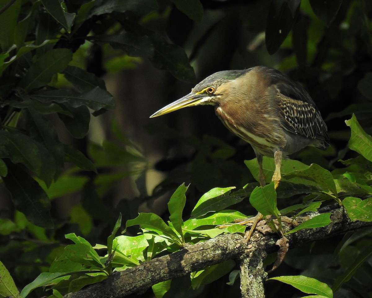 Garcilla Verde - ML646943925