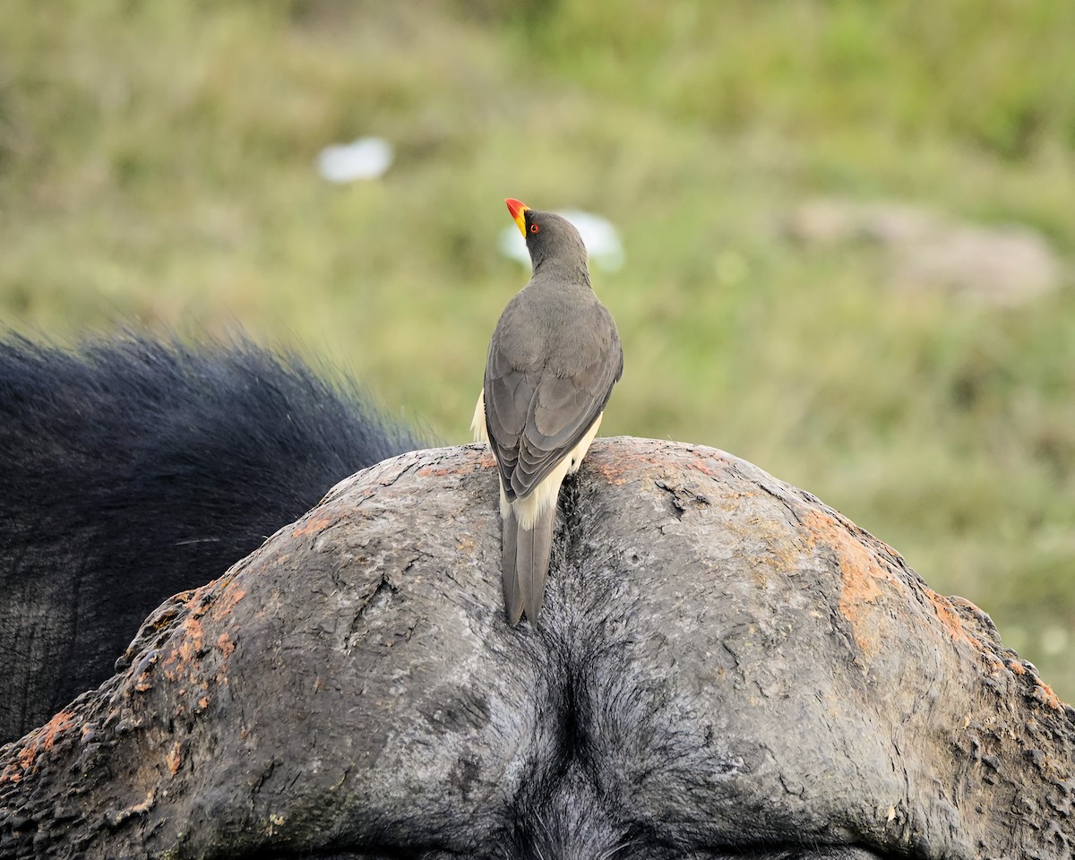 Yellow-billed Oxpecker - ML646943926