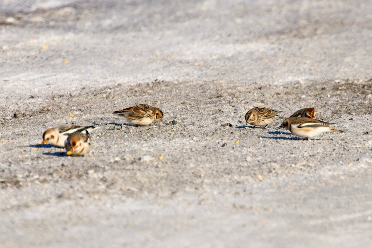 Lapland Longspur - ML646943938