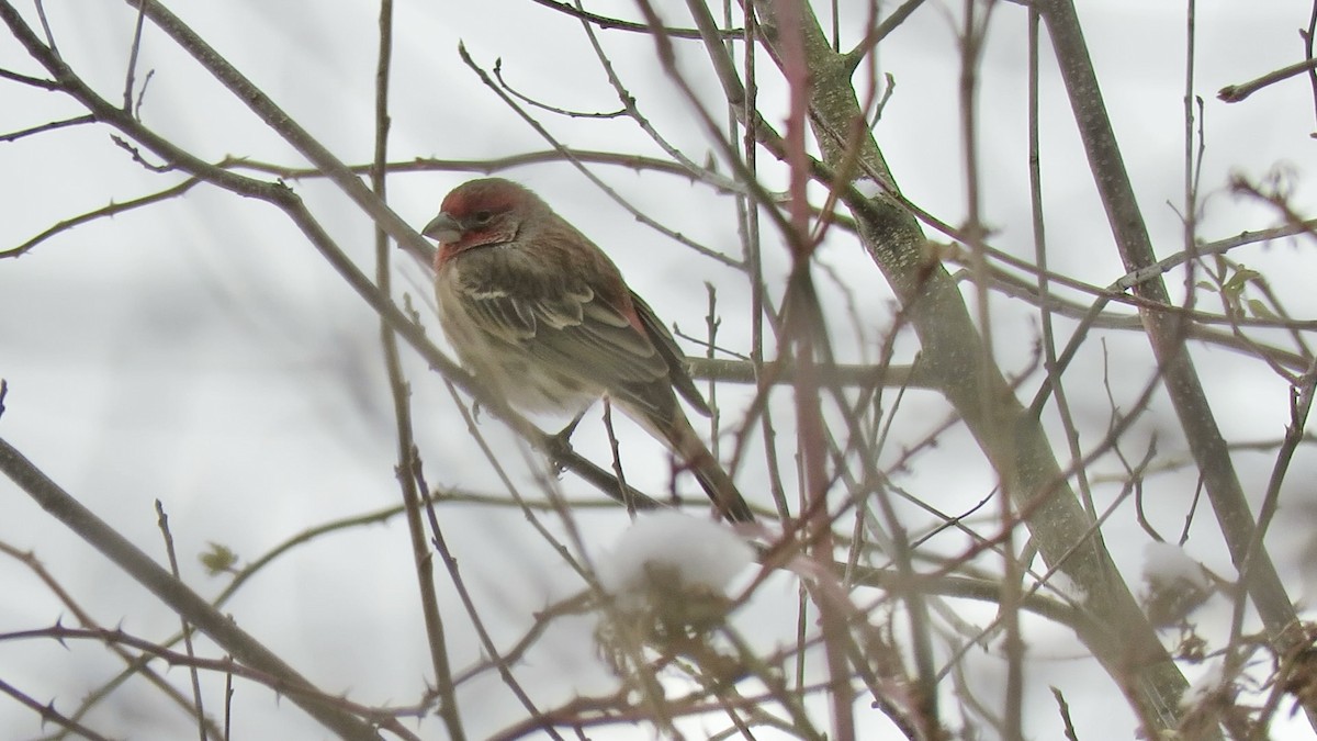 Чечевиця садова - ML646943939