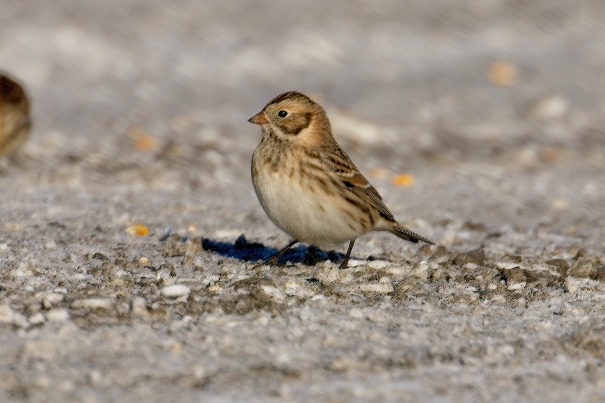 Lapland Longspur - ML646943940