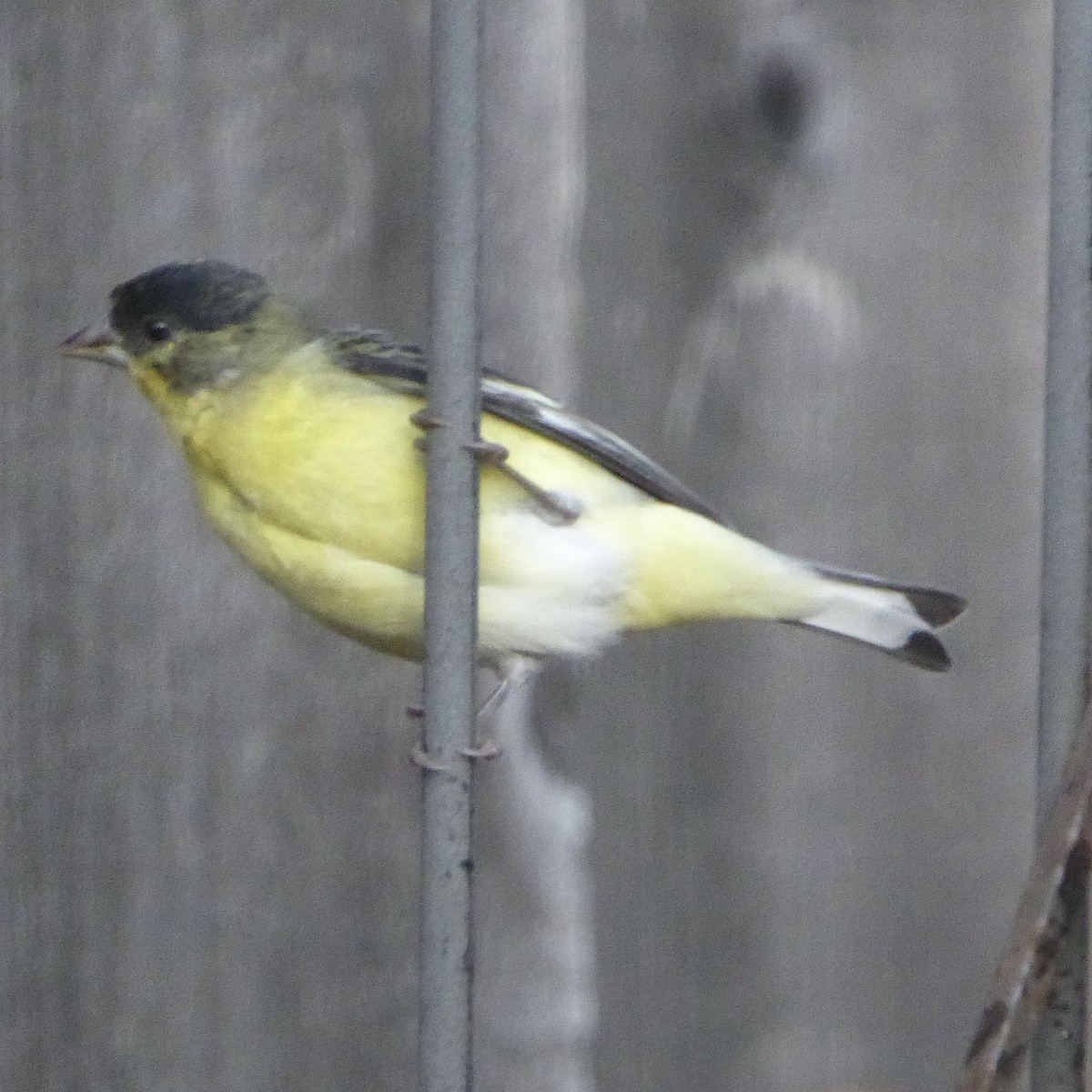 Lesser Goldfinch - ML646943941