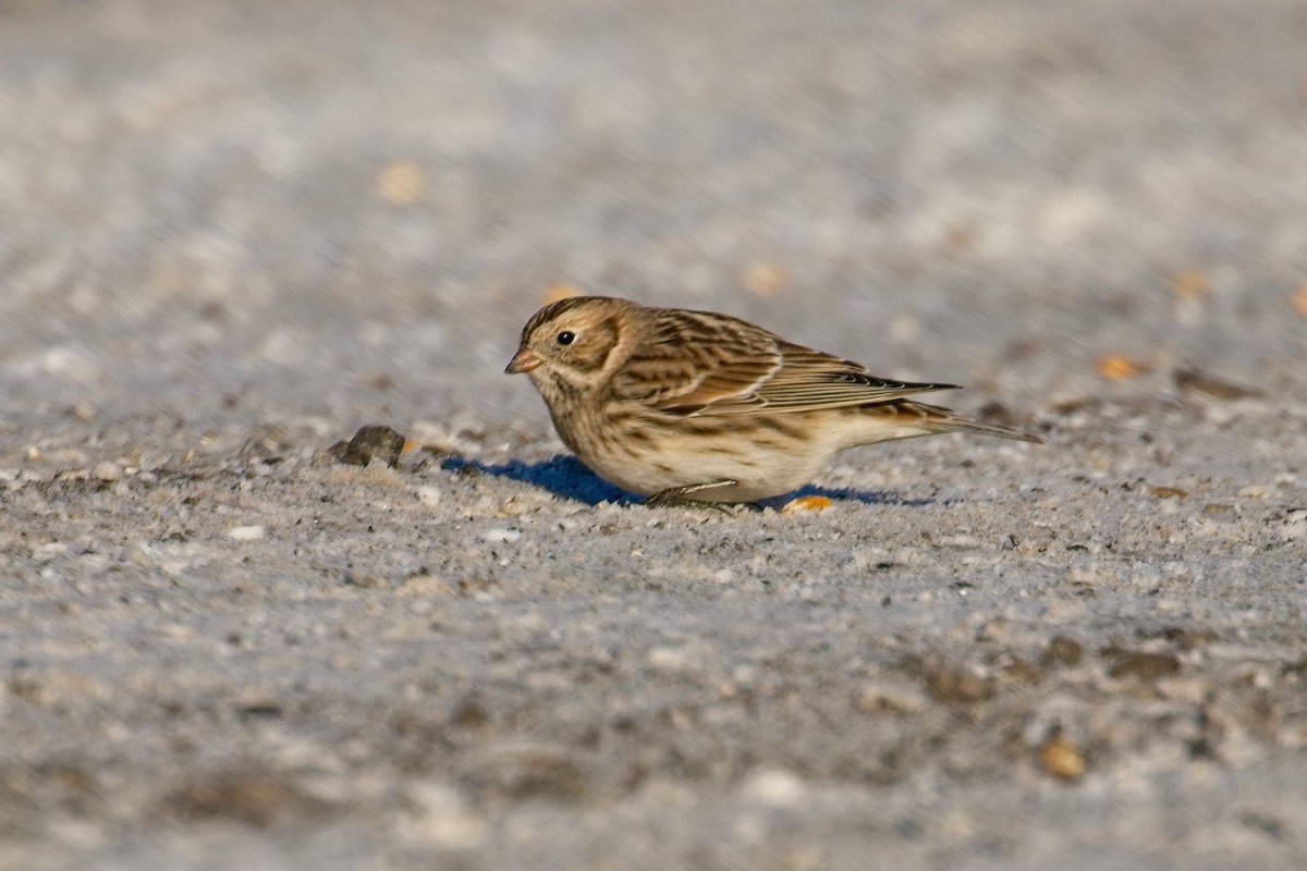 Lapland Longspur - ML646943942