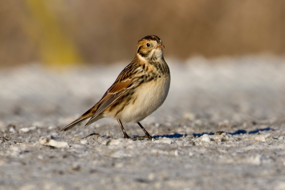 Lapland Longspur - ML646943943