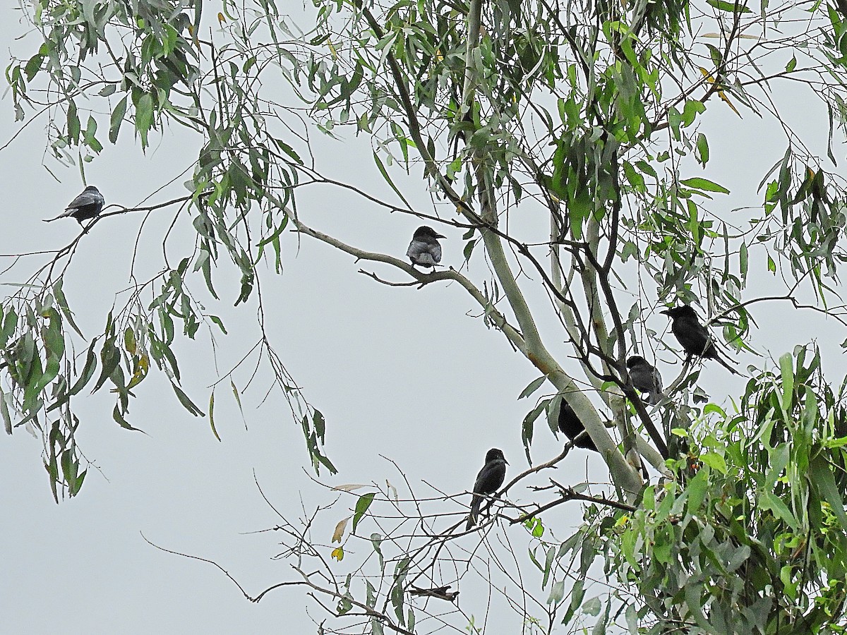 Spangled Drongo - ML646943946