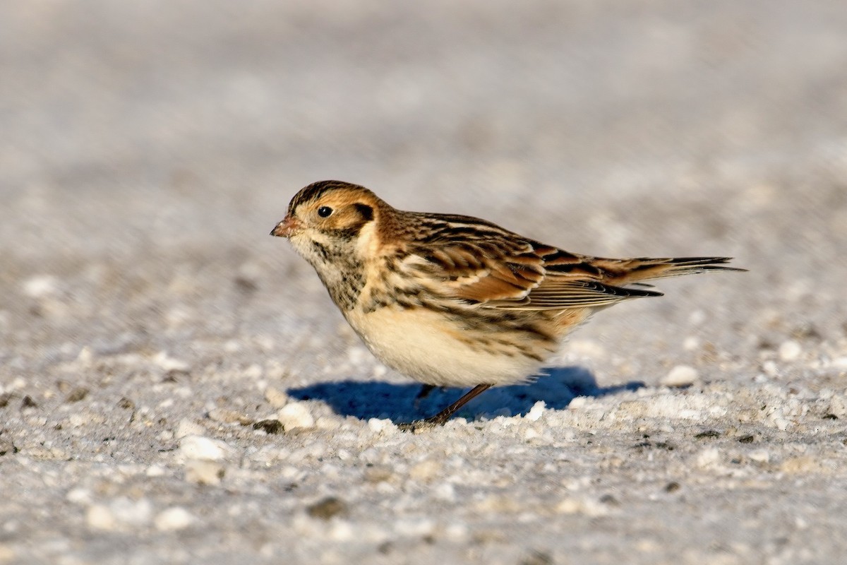 Lapland Longspur - ML646943947