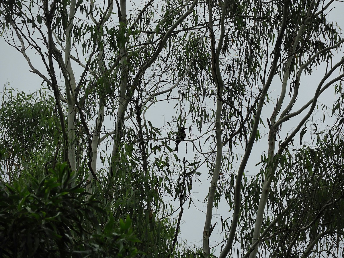 Spangled Drongo - ML646943948