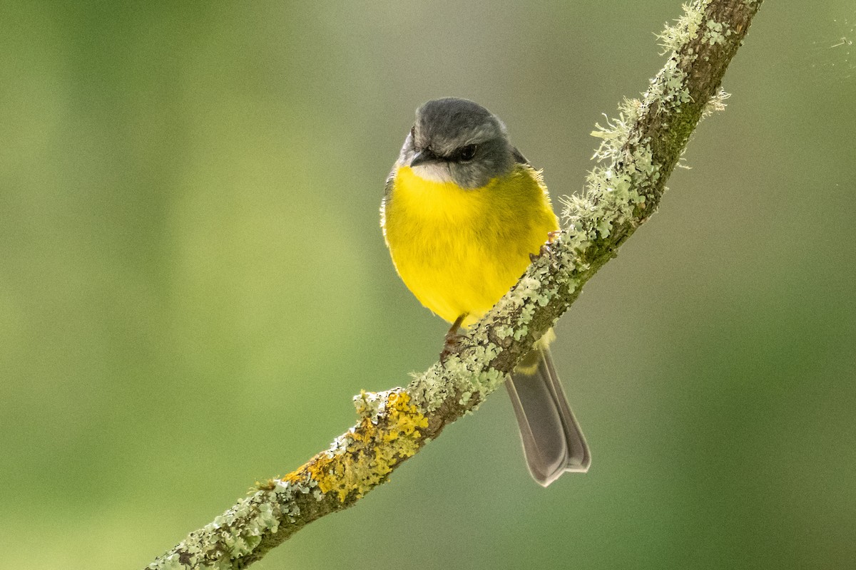 Королець жовтий - ML646943950