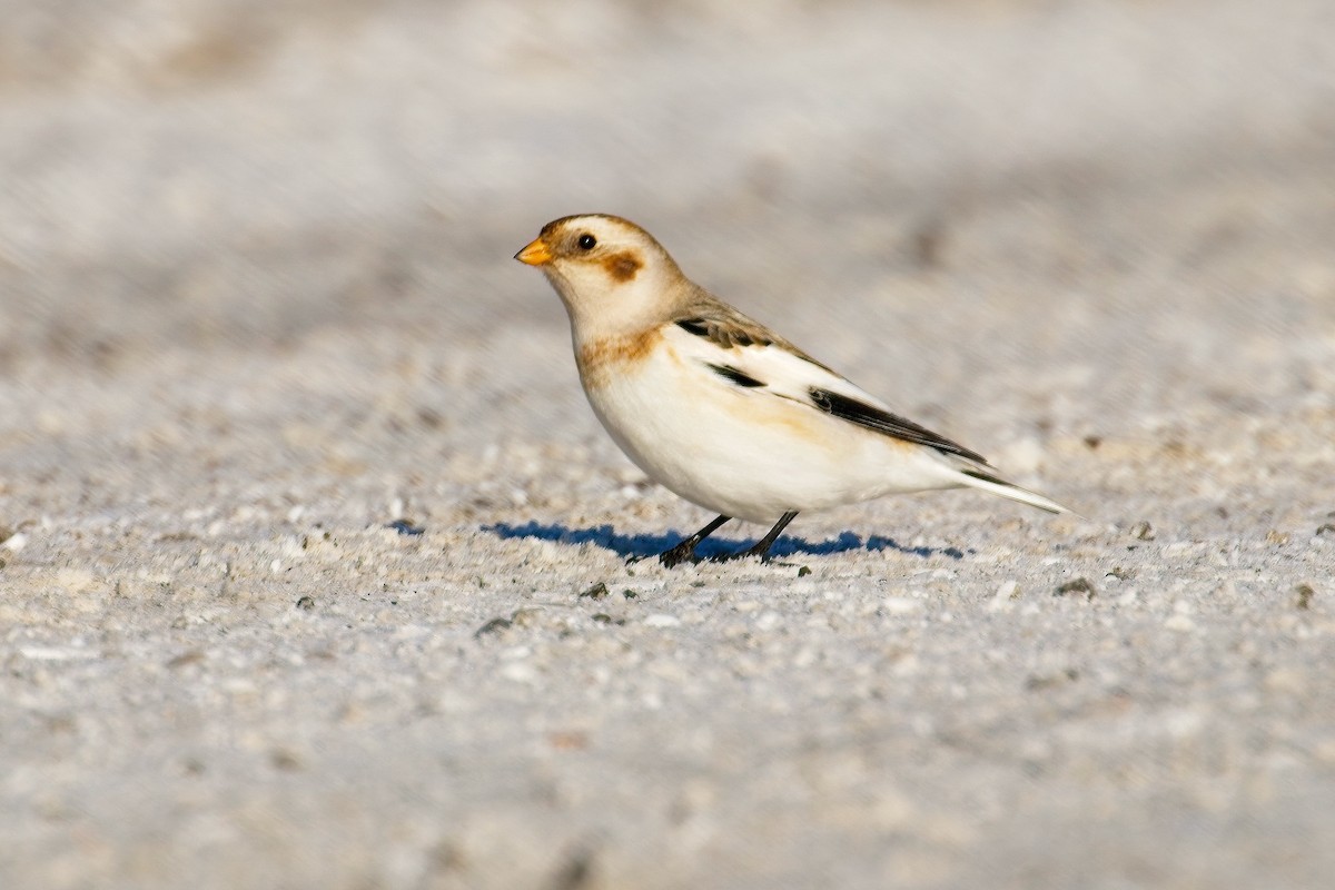 Snow Bunting - ML646943953