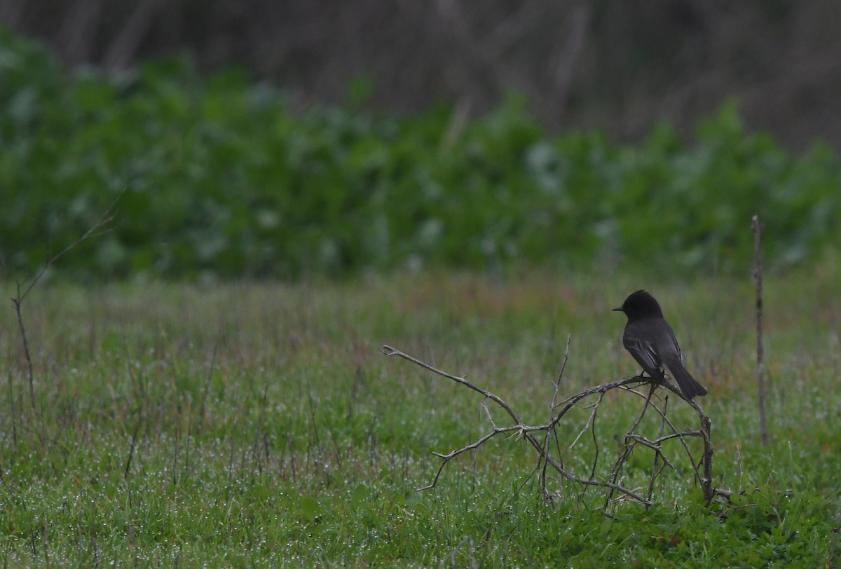 Black Phoebe - ML646943954