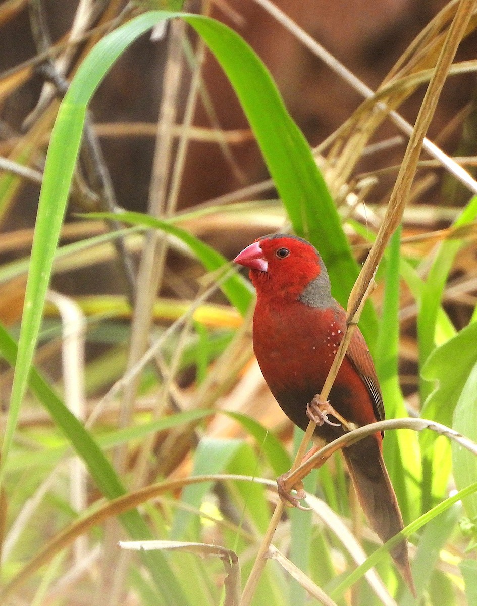 Crimson Finch - ML646943955