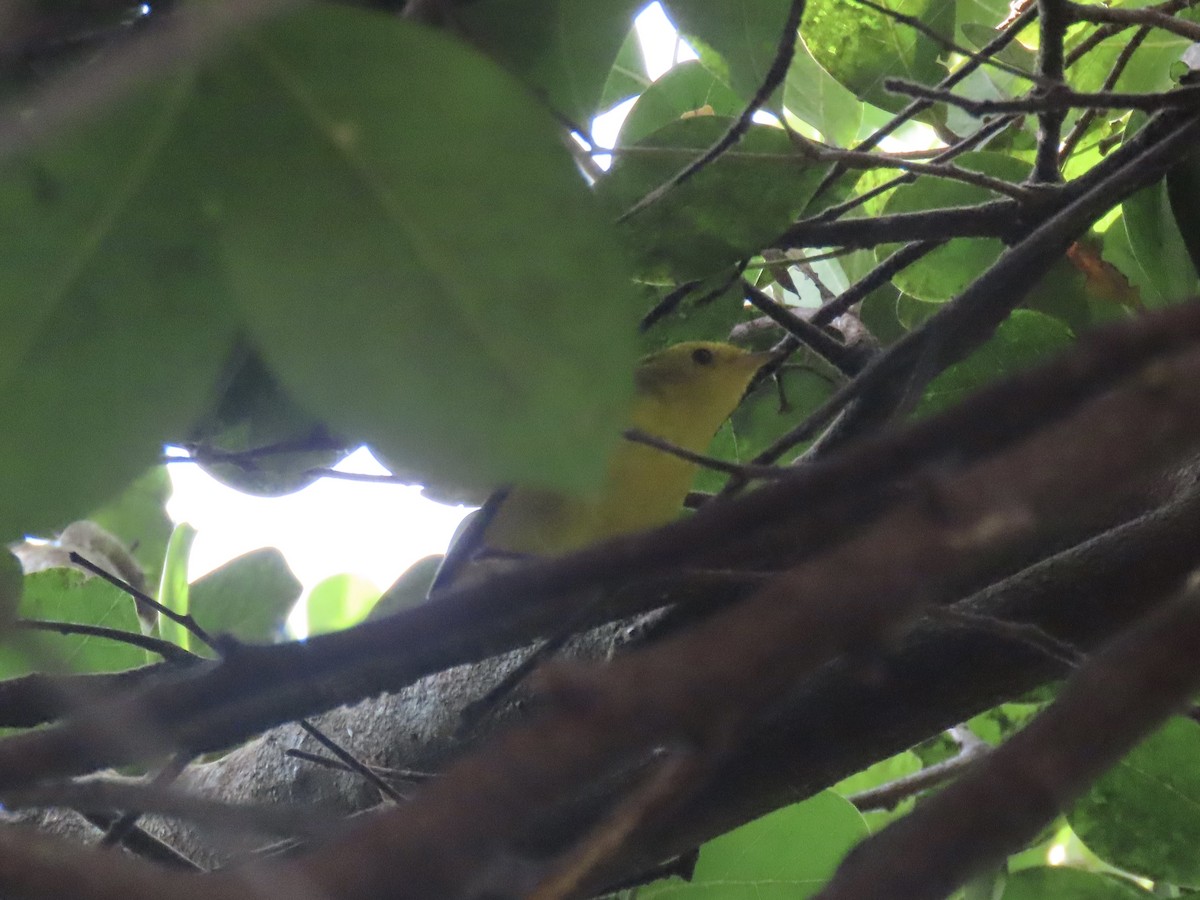 Wilson's Warbler - ML646943956