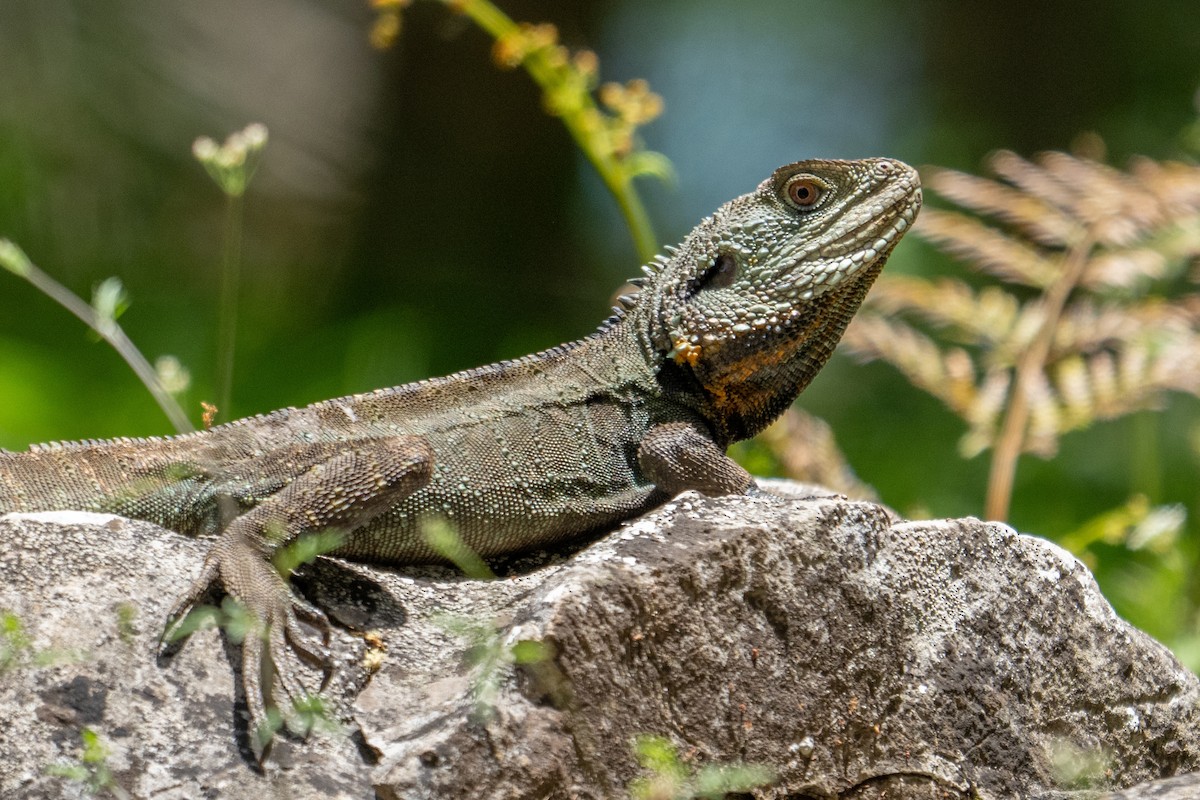Gippsland Water Dragon - ML646943958