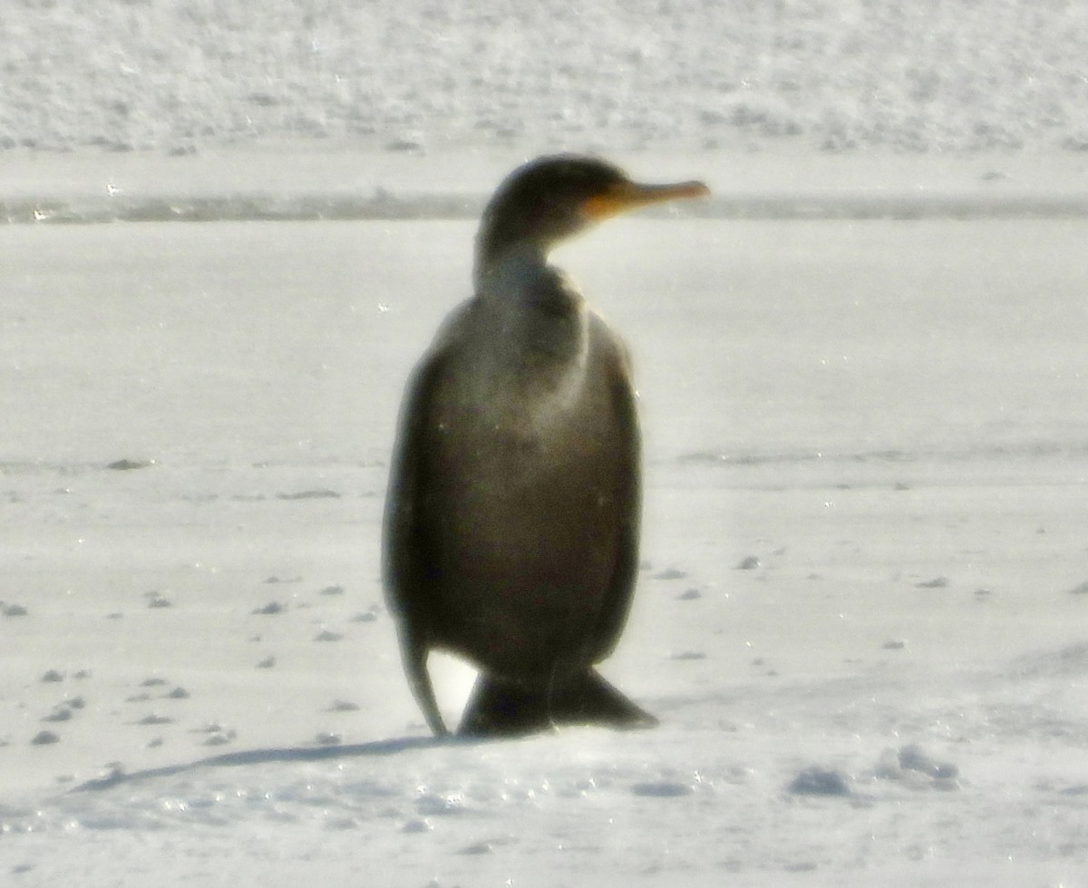 Double-crested Cormorant - ML646943959