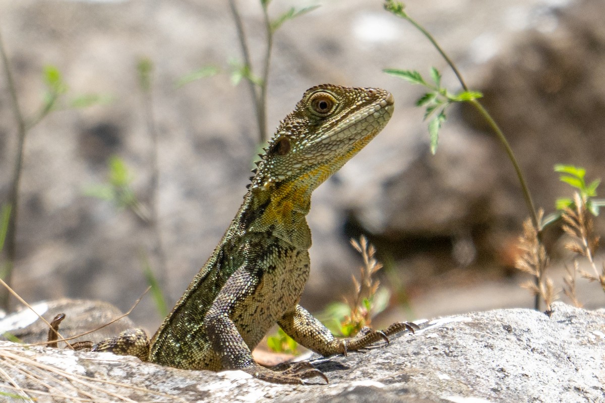 Gippsland Water Dragon - ML646943961