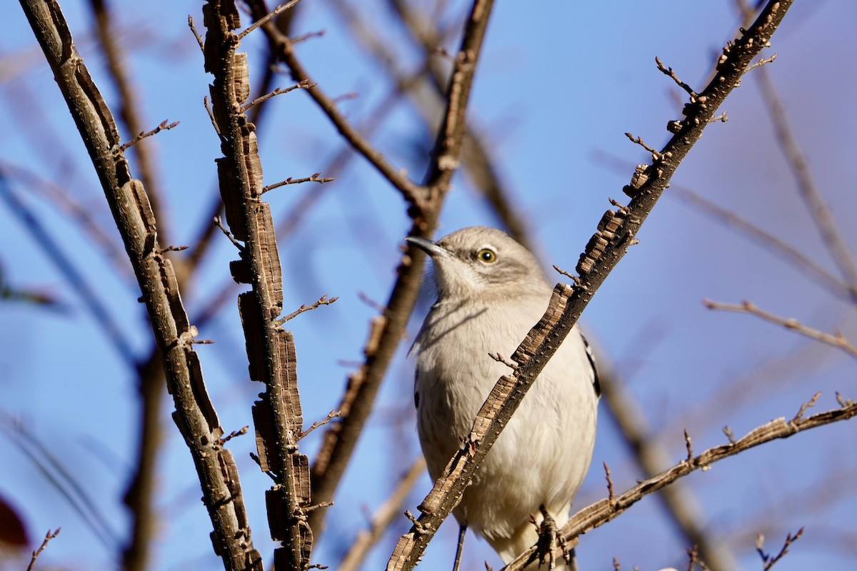 Northern Mockingbird - ML646943964