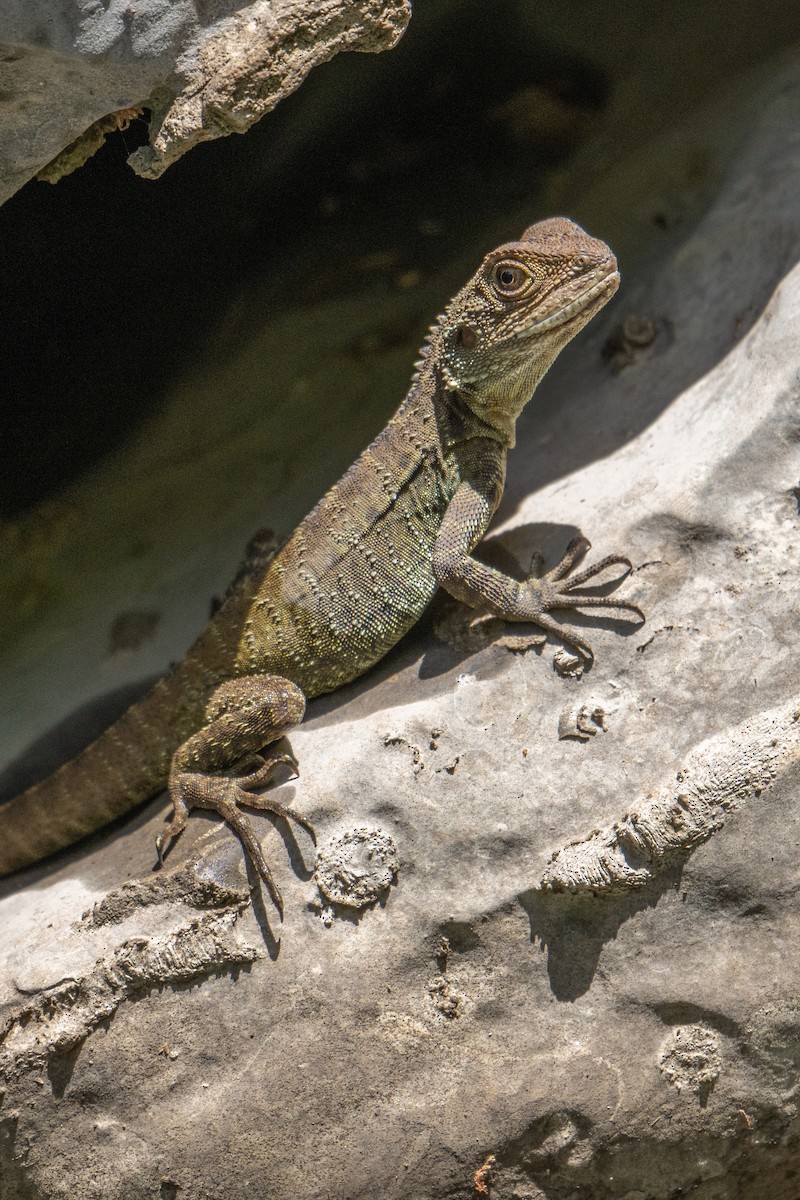 Gippsland Water Dragon - ML646943965