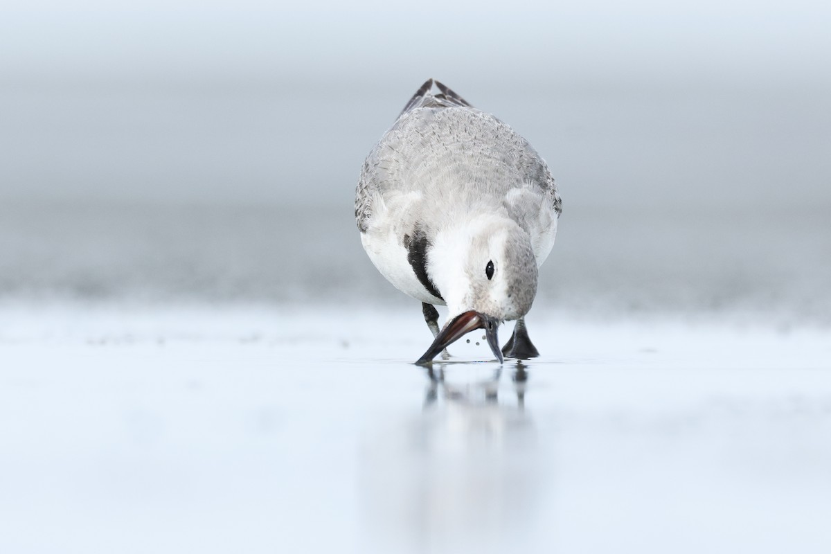 kulík křivozobý - ML646943966