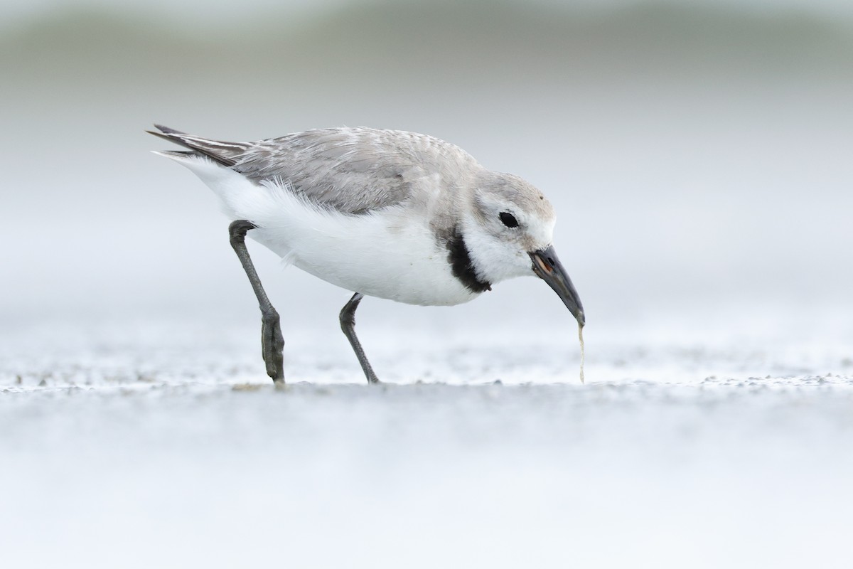 kulík křivozobý - ML646943967