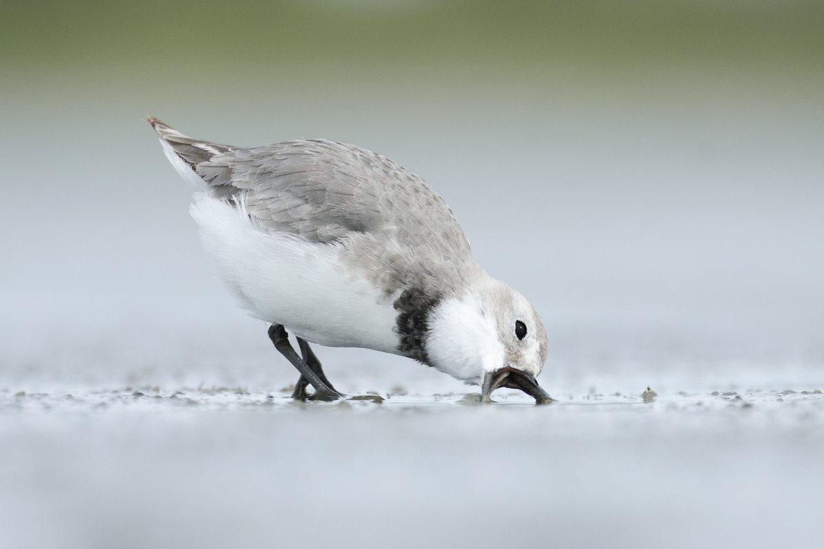 kulík křivozobý - ML646943968