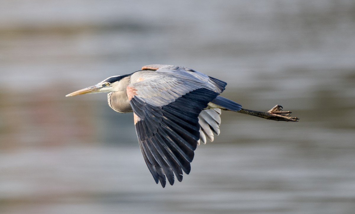 Garza Azulada - ML646943974