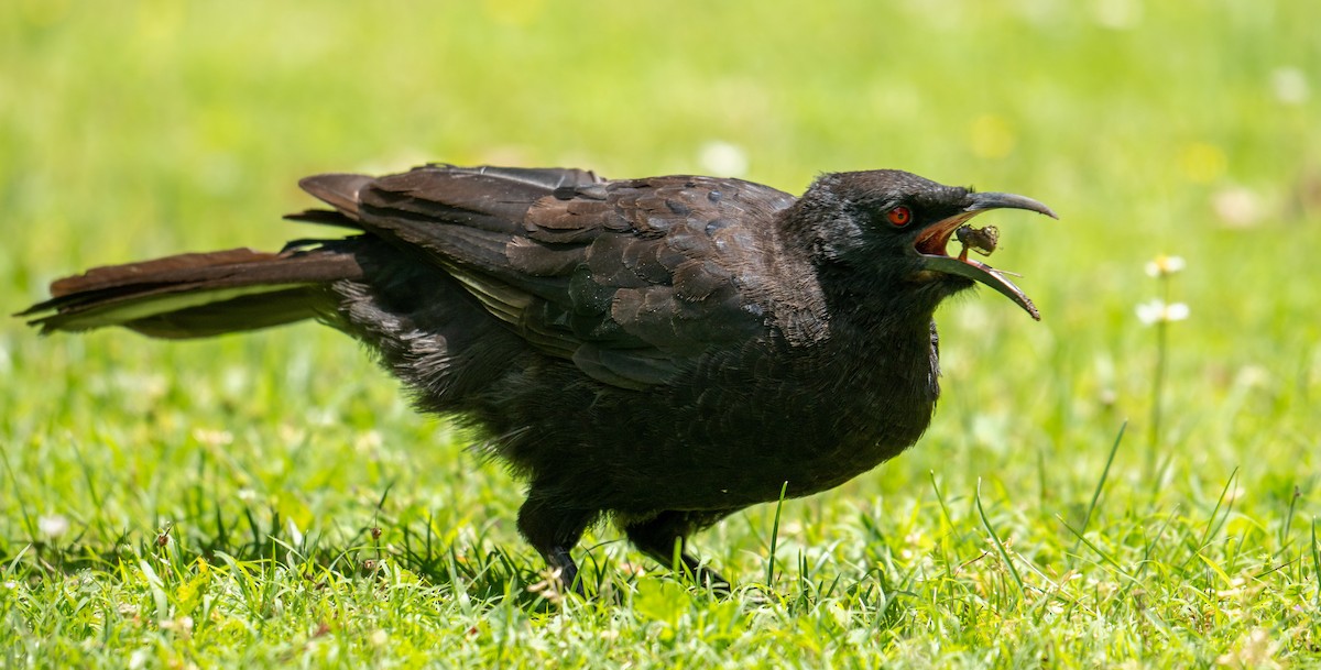 White-winged Chough - ML646943978