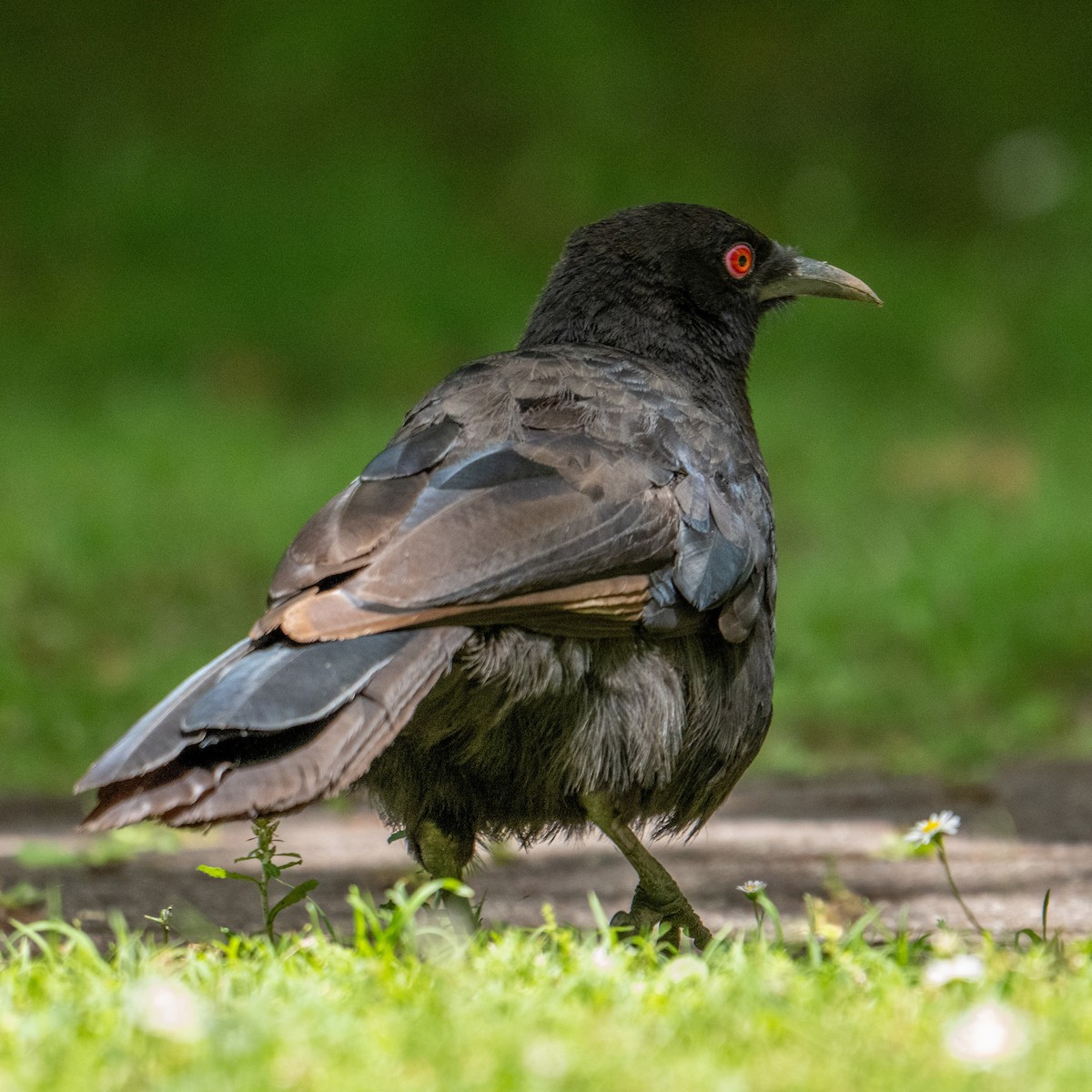 White-winged Chough - ML646943979