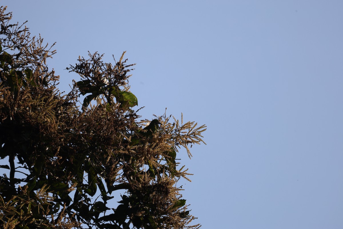 Зеленчик золотолобий - ML646943980