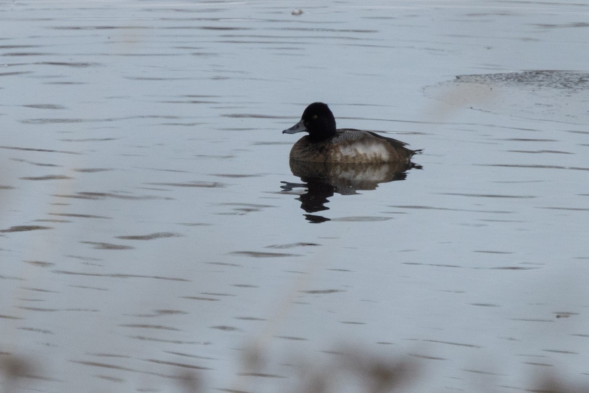 Lesser Scaup - ML646943983