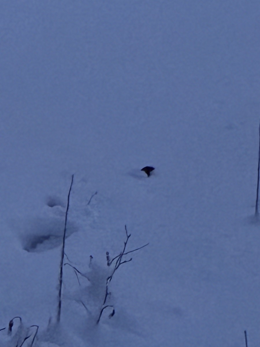 Ruffed Grouse - ML646943989