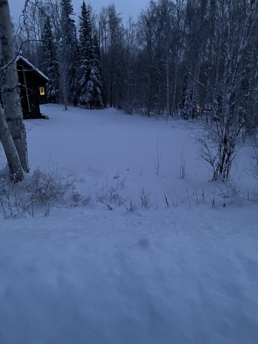 Ruffed Grouse - ML646943990