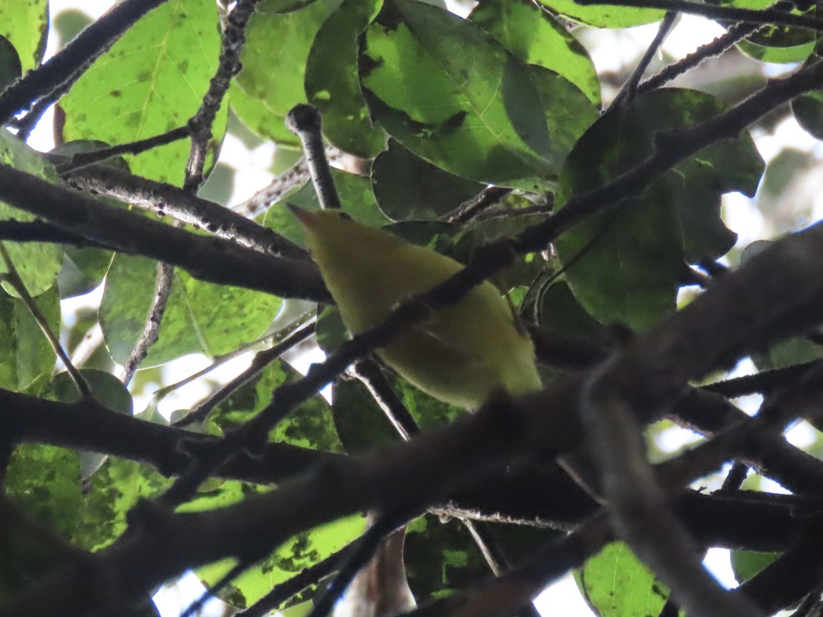 Wilson's Warbler - ML646943993