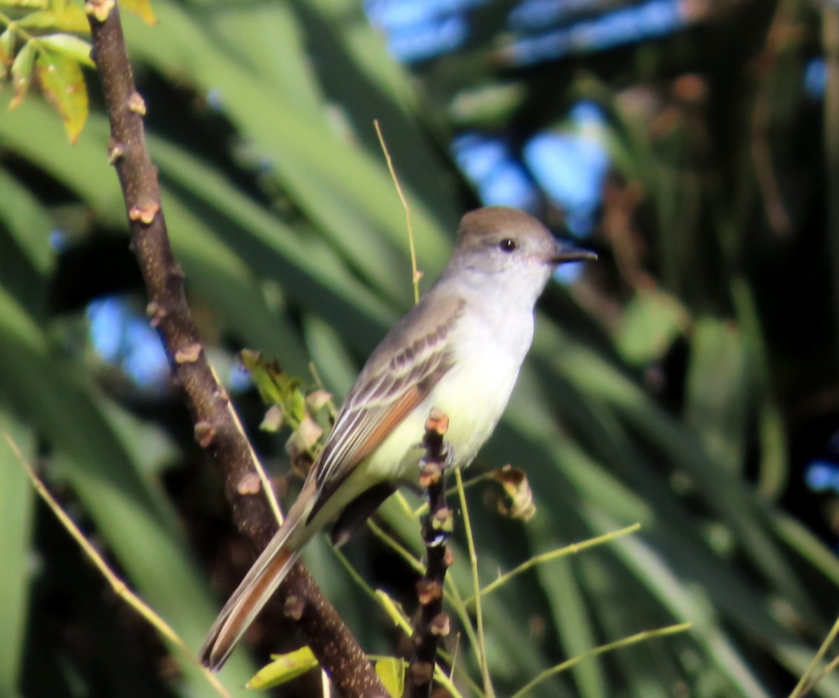 Ash-throated Flycatcher - ML646943994