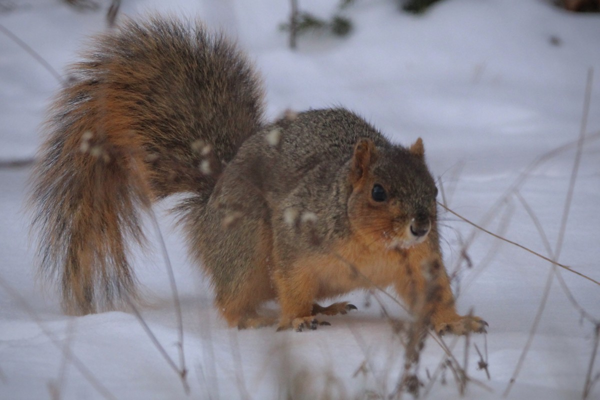 Eastern Fox Squirrel - ML646943997