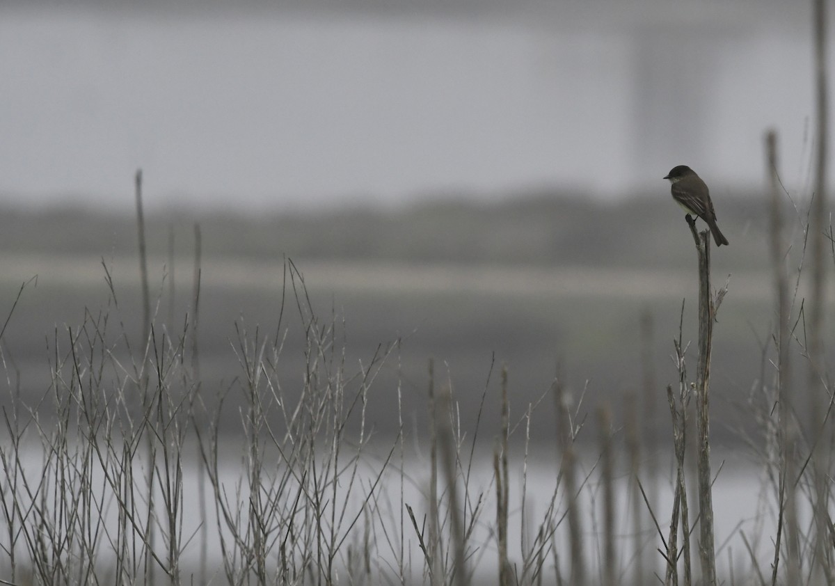 Eastern Phoebe - ML646944001