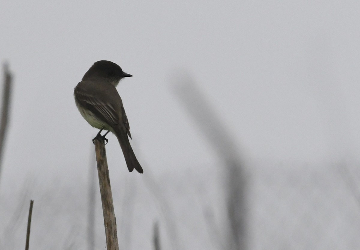 Eastern Phoebe - ML646944002