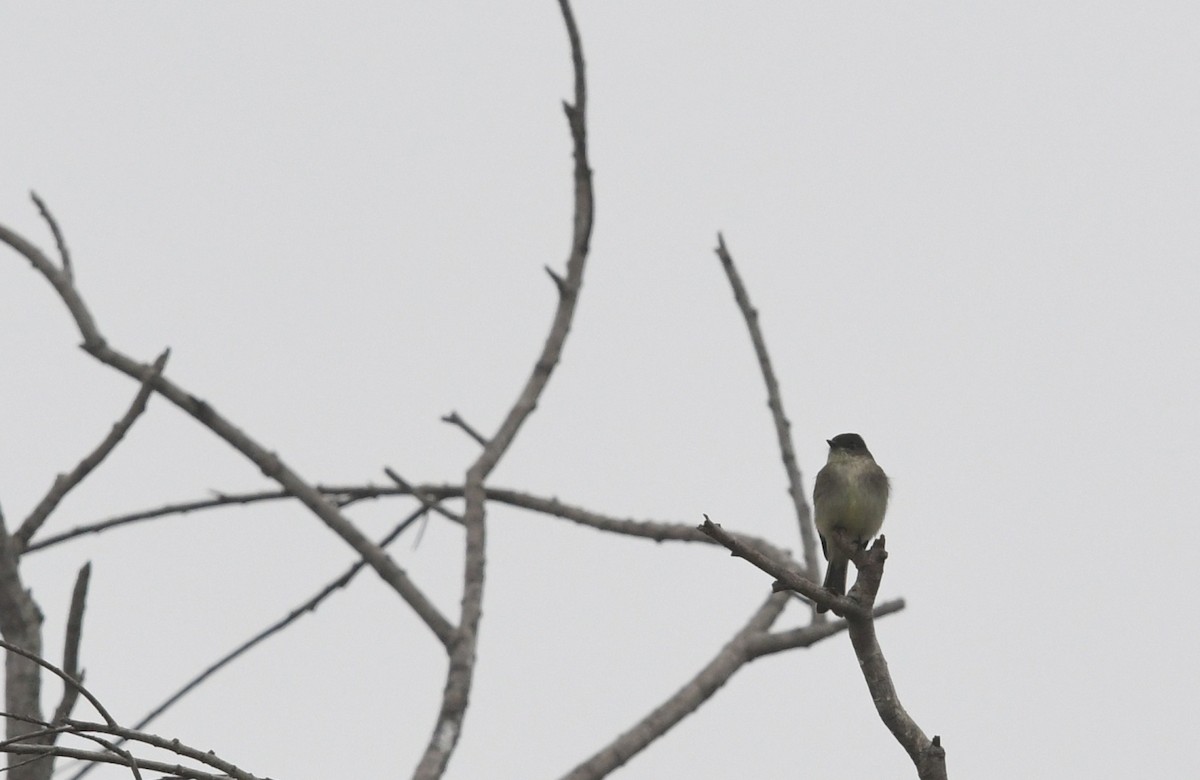 Eastern Phoebe - ML646944003