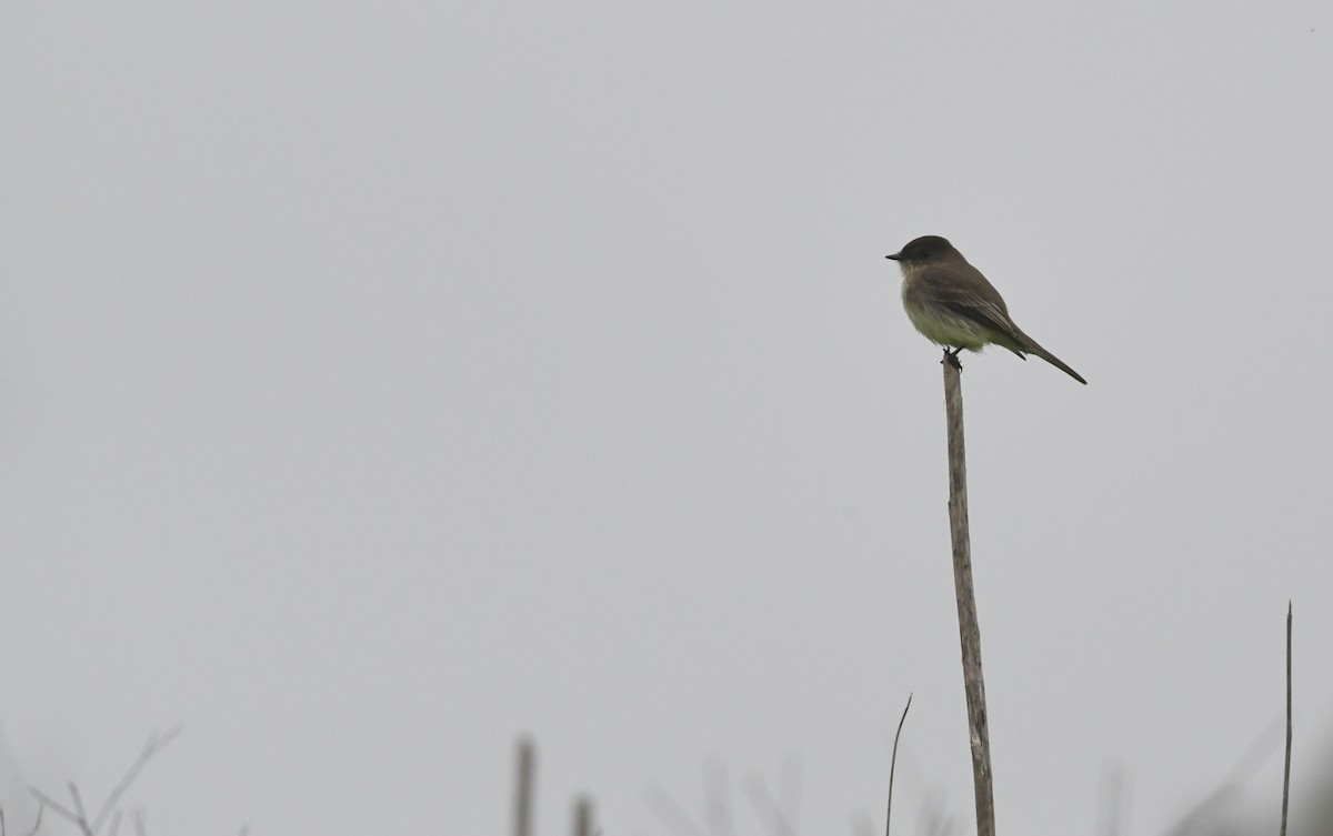 Eastern Phoebe - ML646944004