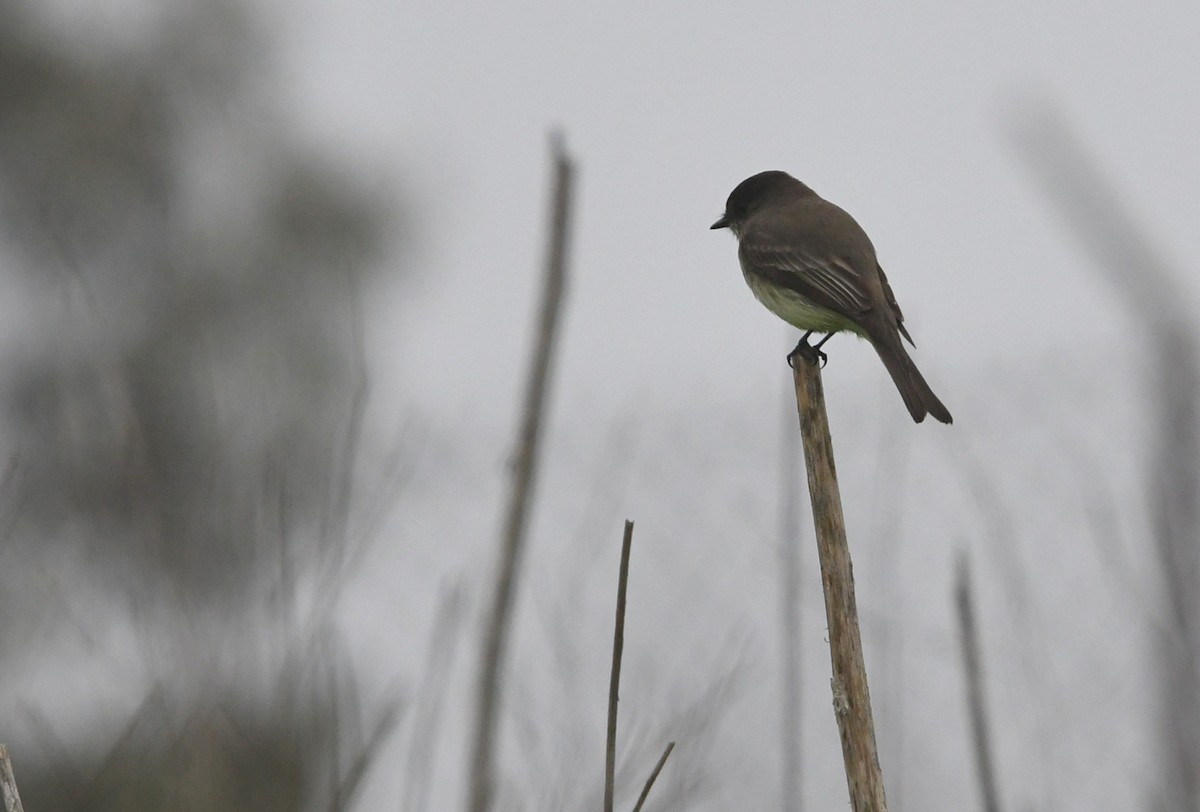 Eastern Phoebe - ML646944005