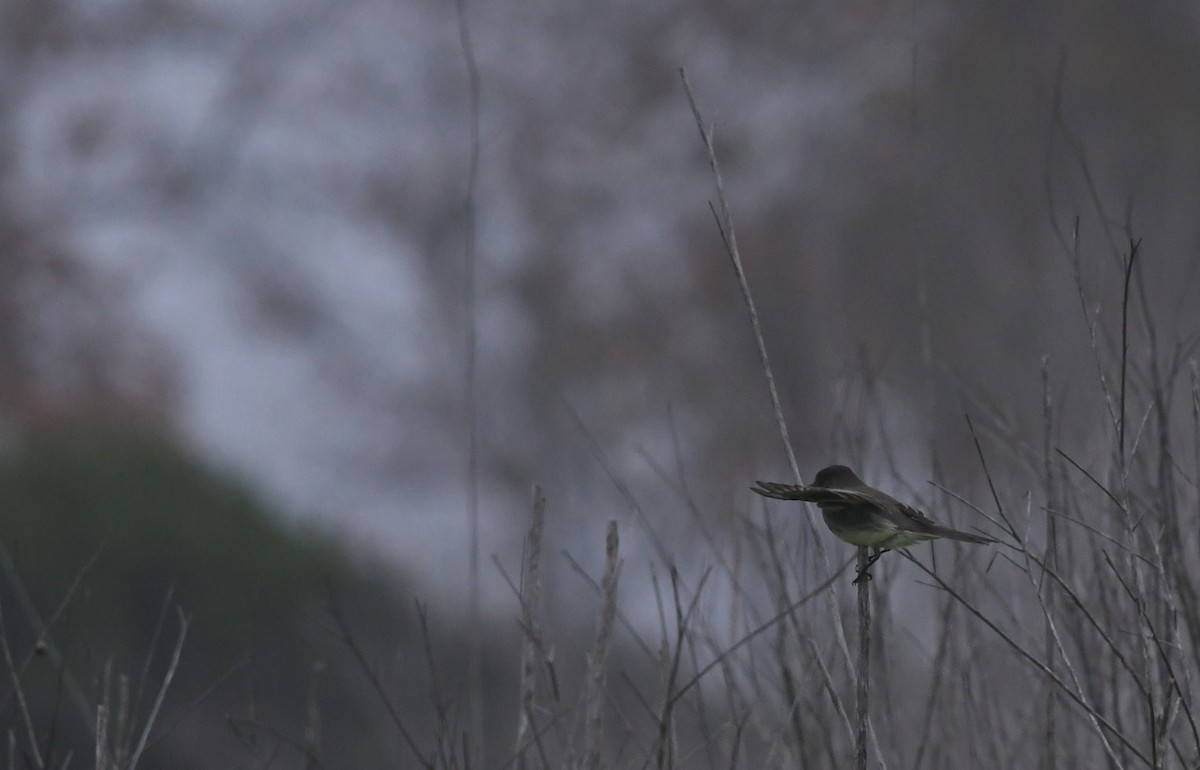 Eastern Phoebe - ML646944006