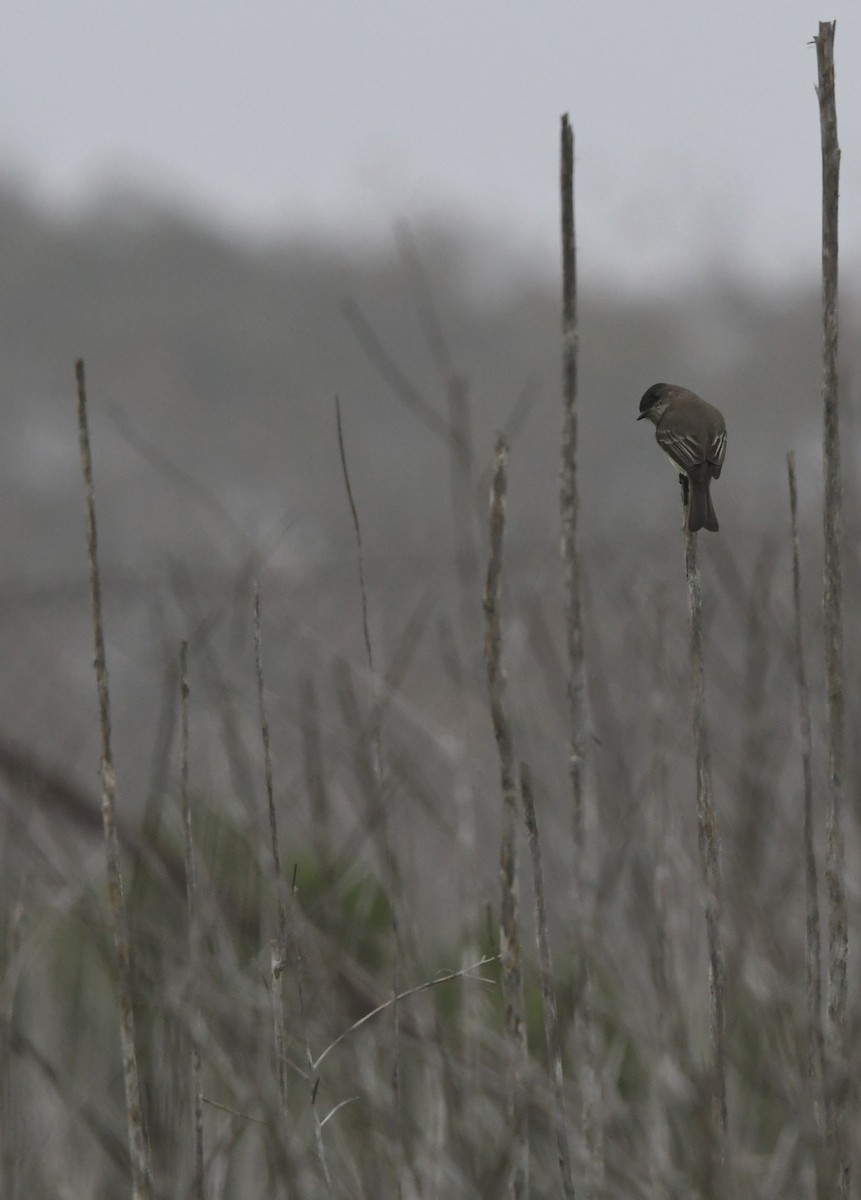 Eastern Phoebe - ML646944007