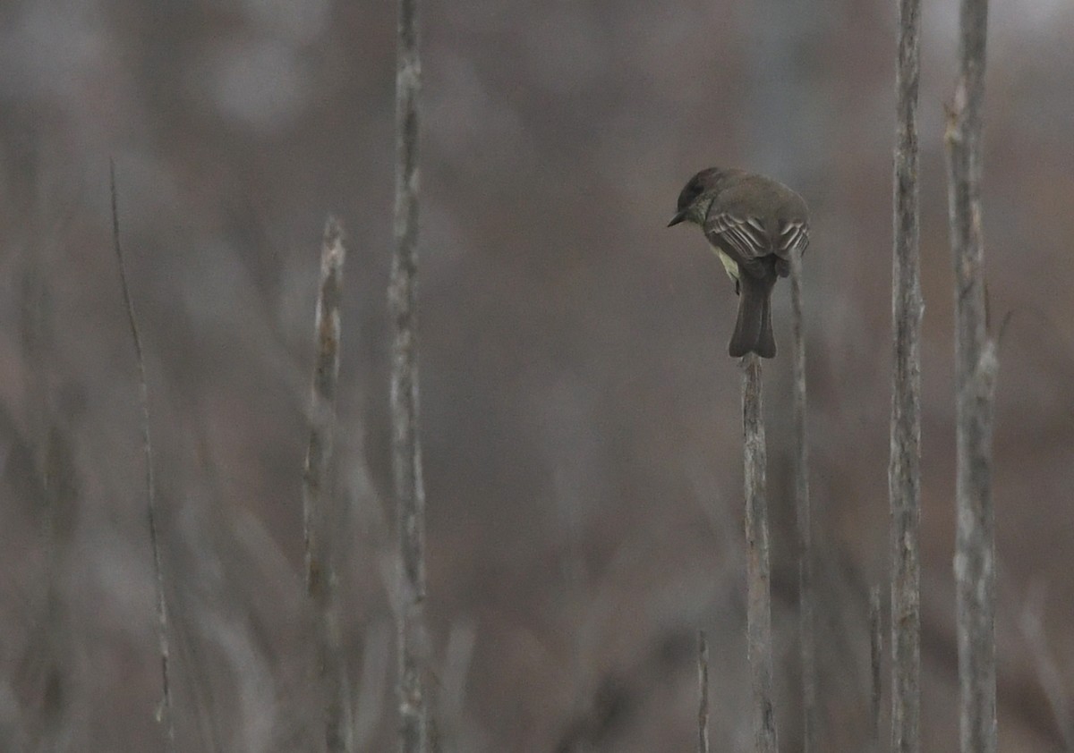 Eastern Phoebe - ML646944008
